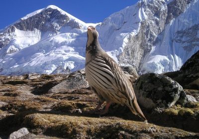 Himalayan-Bird